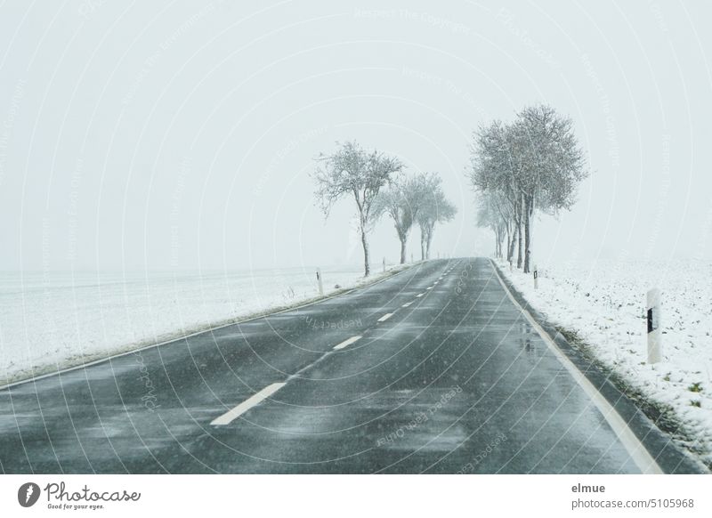 schlechte Sichtverhältnisse durch Nebel und Schneefall entlang einer asphaltierten Allee / Winter Landstraße Unfallgefahr Schneegestöber Schneeregen Wetter