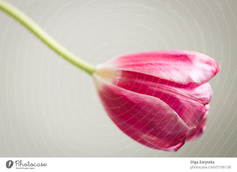 Verwelkte magentafarbene Tulpe. rosa Es lebe Blume Blütezeit Farbe elegant Konzept verwelkt eine Textfreiraum Hintergrund Frühling sanft