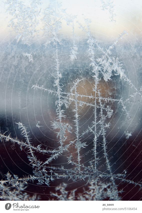 Eisblumen am Fenster Kälte kalt gefroren Frost Natur weiß frieren Winterstimmung Wetter frostig winterlich Temperatur Jahreszeiten Wintertag Dezember Klima