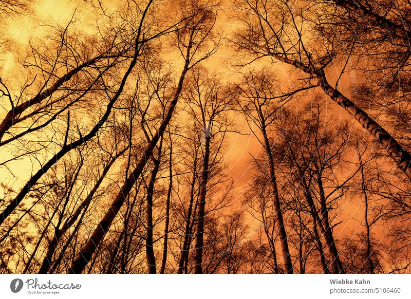 Kahle- / Laub lose Birkenstämme recken sich in einem Orangefarbenen Himmel entgegen. Birkenwald Winter laublos Stimmung unheimlich Feuer Baum Natur mystisch