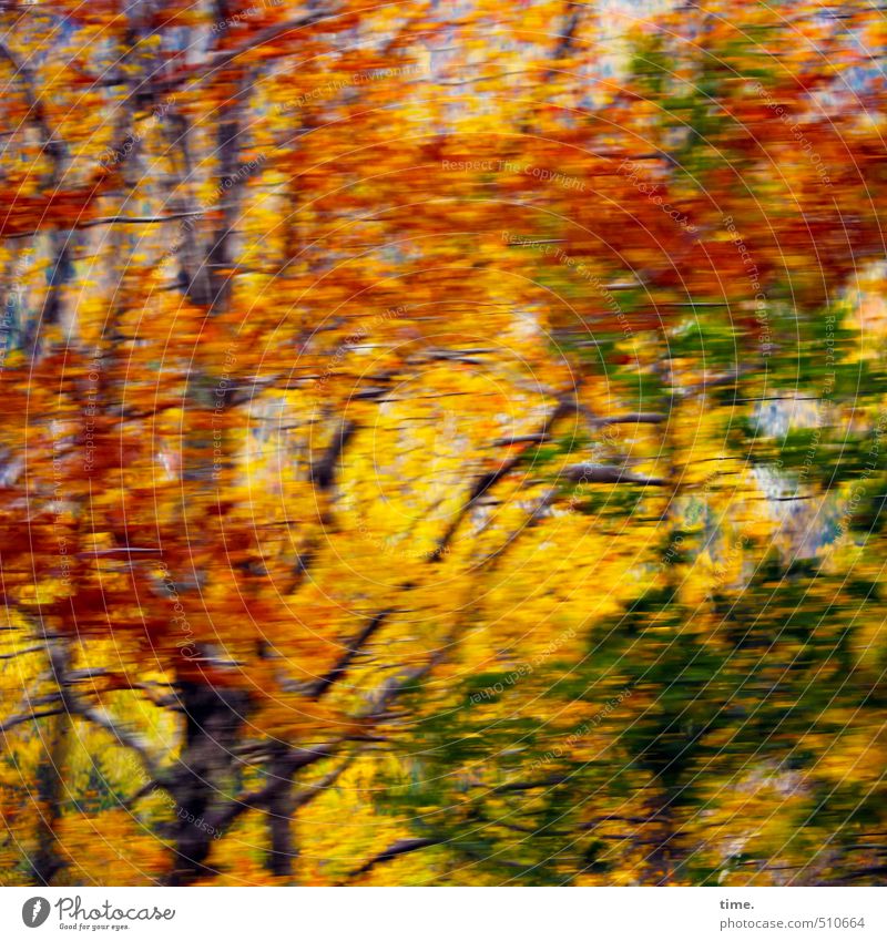 Tanz | Indian Summer Dance Umwelt Natur Landschaft Herbst Schönes Wetter Baum Laubbaum Wald elegant wild mehrfarbig gelb grün rot Gefühle Begeisterung