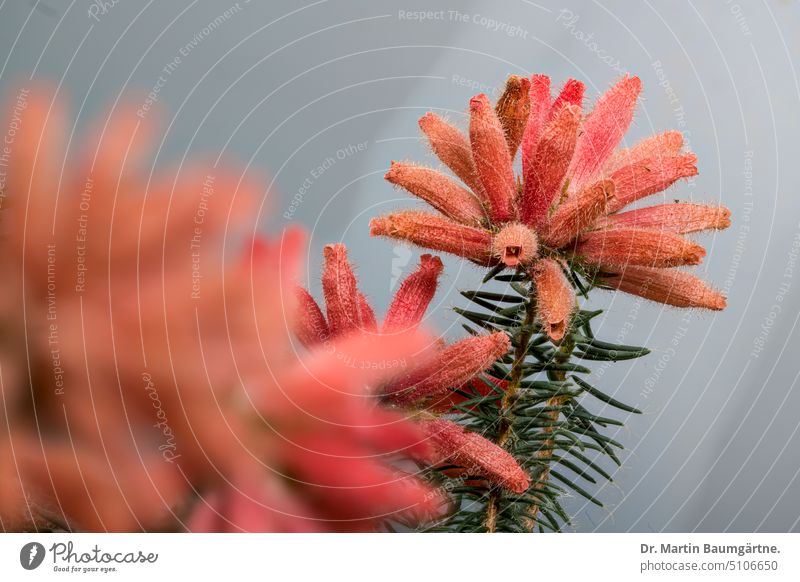 Ein endemisches Heidekraut aus Südafrika: Erica cerinthoides, die Feuerheide Endemit Pflanze Strauch immergrün Blüte Blüten Blütenstand blühen