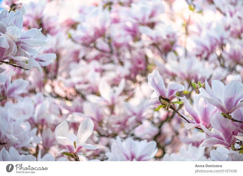 Rosa Magnolienbaum mit blühenden Blumen während des Frühlings Baum Buchse Garten Licht rosa Bank Weg Strauch Überstrahlung Englisch Großbritannien Park