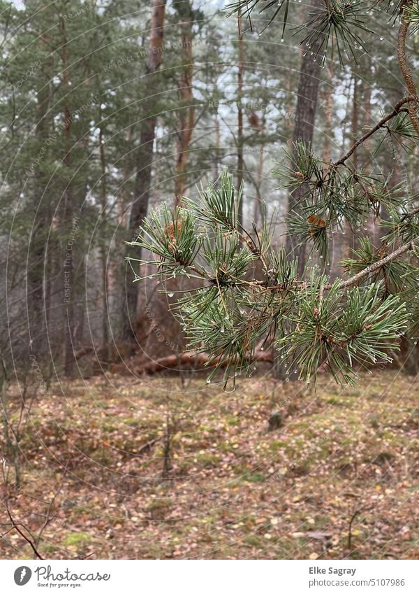 Gefrorene Reste eines Spinnennetzes im  Kiefernzweig  . wald Zweige u. Äste frost Außenaufnahme Menschenleer Winter Farbfoto Baum Umwelt kalt