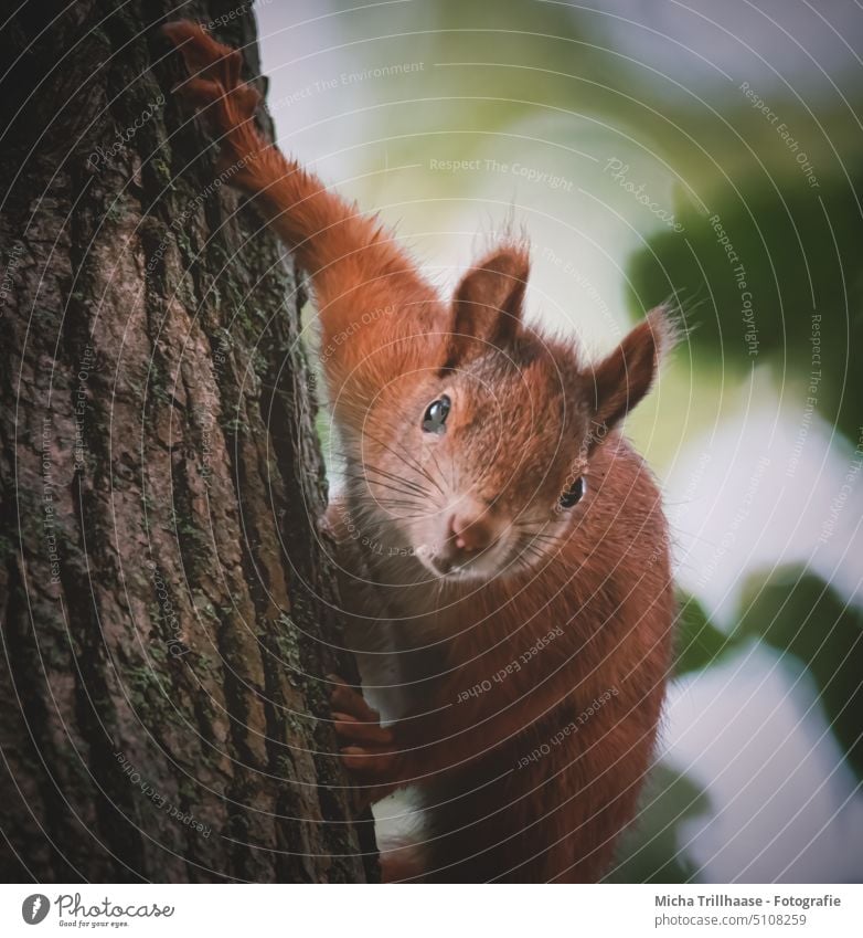 Neugieriges Eichhörnchen am Baumstamm Sciurus vulgaris Tiergesicht Kopf Auge Nase Ohr Maul Krallen Fell Pfote Nagetiere Wildtier Natur beobachten neugierig