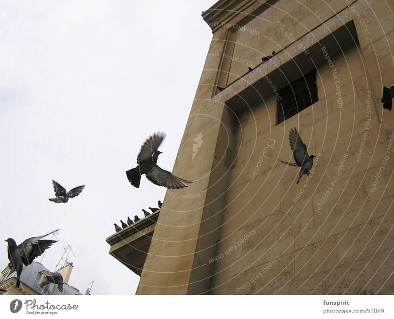 Seelenreise Taube Tier Vogel Sehnsucht Paris Ankunft wiederkommen Abheben Himmel Turm heiliger geist Luftverkehr Gefühle Ferien & Urlaub & Reisen fliegen
