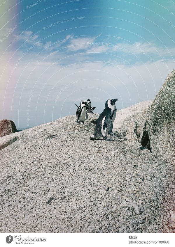 Pinguine auf einem Felsen am Boulders Beach in Südafrika Sommer Außenaufnahme Blauer Himmel Tiere Gruppe Brillenpinguin grau Wildtier Natur Sehenswürdigkeit