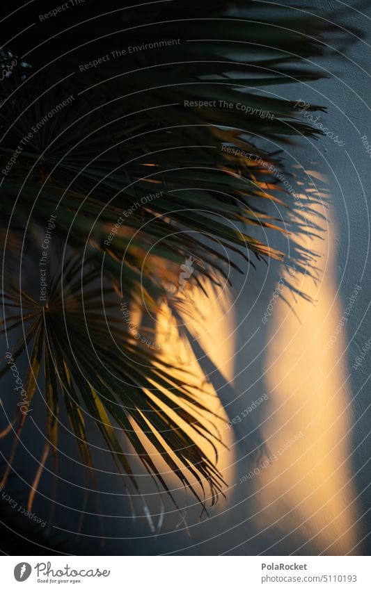 #A0# Palmenwand Palmenwedel Palmenzweige Palmengarten Palmenblätter mediterran südlich Vegetation Ferien & Urlaub & Reisen Natur Pflanze Außenaufnahme Sommer