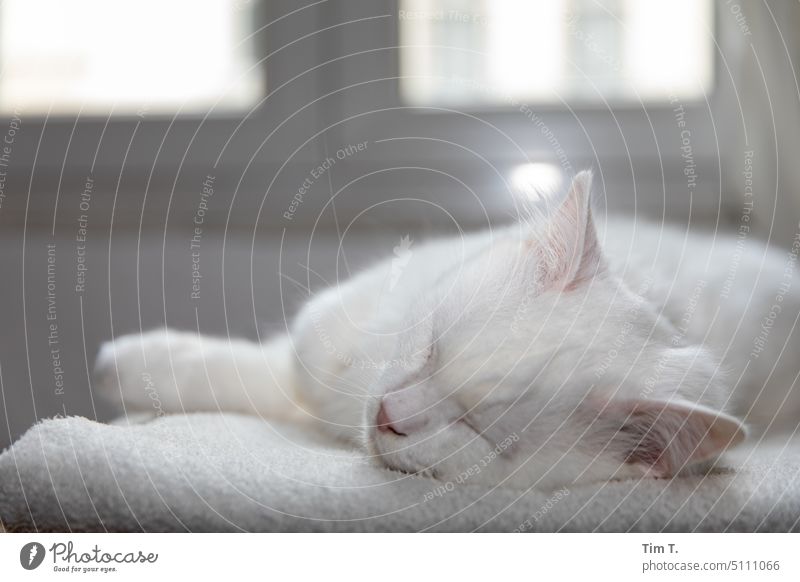 schlafende weiße Katze Haustier Tier 1 Farbfoto Fell Innenaufnahme Erholung Tierporträt Menschenleer ruhig Tag liegen Tiergesicht Schwache Tiefenschärfe