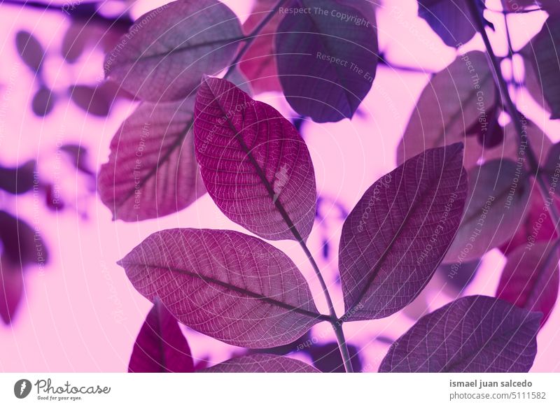 rot-rosa Baumblätter im Herbst Niederlassungen Blätter Blatt rote Blätter Natur natürlich Laubwerk texturiert im Freien Hintergrund Schönheit Zerbrechlichkeit