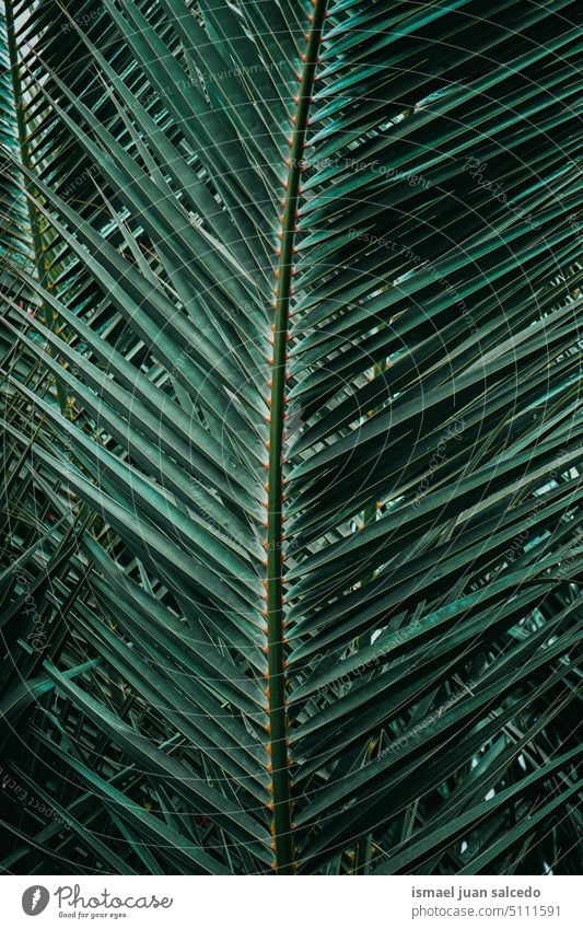 grüne Palmenblätter im Frühling, grüner Hintergrund Handfläche Baum Niederlassungen Pflanze Blätter Blatt Palmblatt grünes Blatt grüne Blätter Natur tropisch