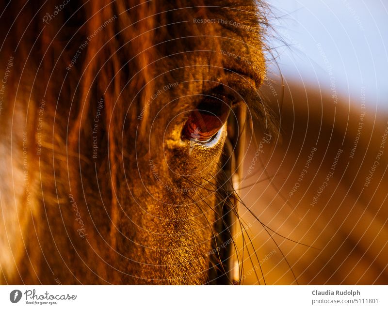 Nahaufnahme eines Pferdekopfes mit dunklem Auge im Sonnenuntergang Pferdeauge Rappe schwarzes Pferd Blick Pferdewimpern pferdeliebe Tierporträt Tiergesicht