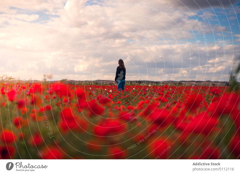 Unbekannte Frau im Mohnfeld Feld Blume Blütezeit Natur Landschaft Pflanze wolkig Himmel Wiese rot geblümt Gras lässig frisch Dame stehen hell Umwelt farbenfroh