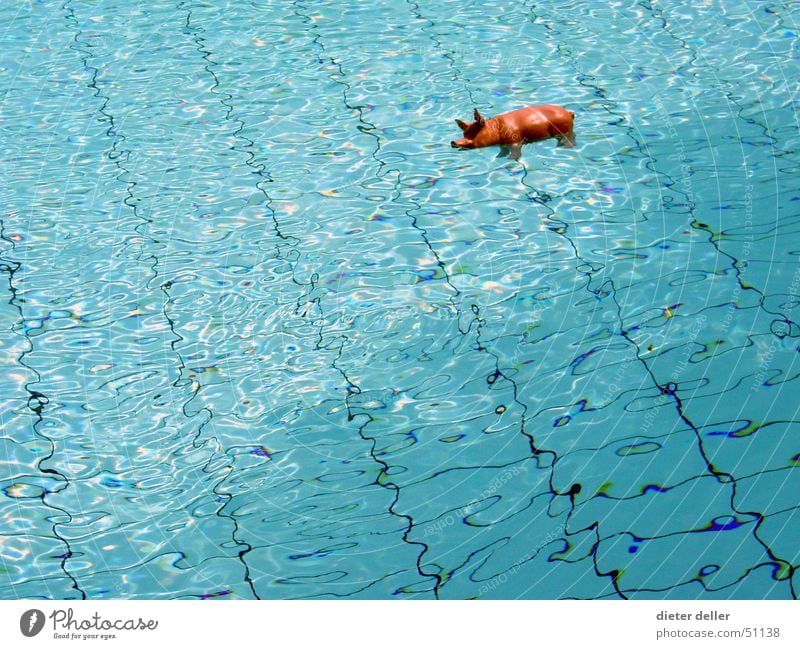 MeerSchweinchen Schwimmbad durchsichtig Plastikfigur Tierfigur Wasser blau Fliesen u. Kacheln Wasseroberfläche Im Wasser treiben Textfreiraum links