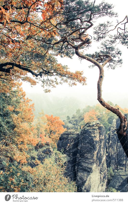 Urlaub in Sachsen Ferien & Urlaub & Reisen Tourismus Ausflug Berge u. Gebirge wandern Umwelt Natur Landschaft Pflanze Himmel Wolken Herbst Nebel Baum Felsen