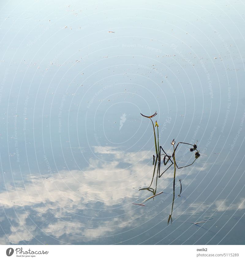 Pa de Dö Teich See Wasser Wasseroberfläche Reflexion & Spiegelung Wasserspiegelung Himmel Wolken Halme Wasserpflanze klein nah Außenaufnahme friedlich Tag
