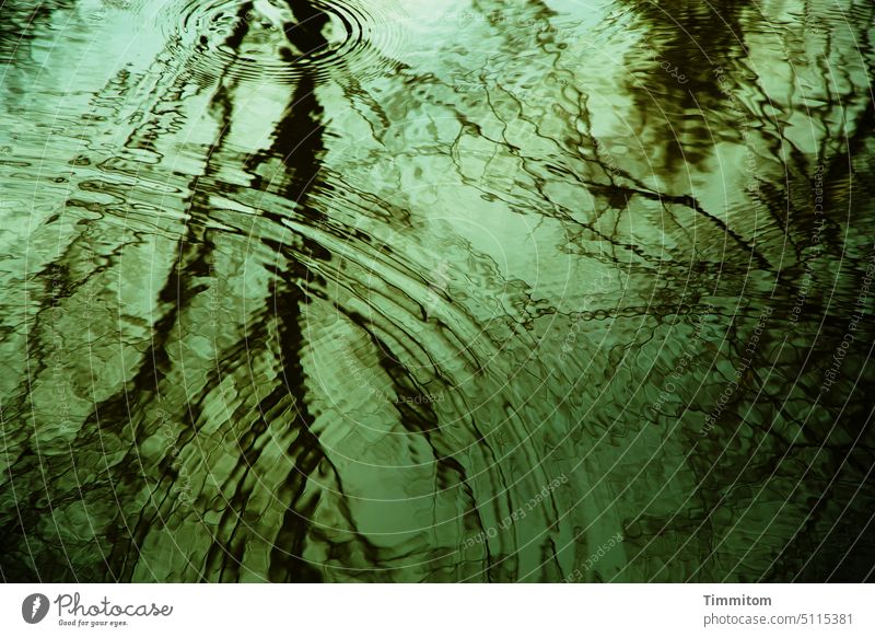 Die Wasseroberfläche eines Weihers in hoffnungsvollem Grün Wasserringe See ruhig Reflexion & Spiegelung Bäume Äste kahl Natur Idylle Wasserspiegelung