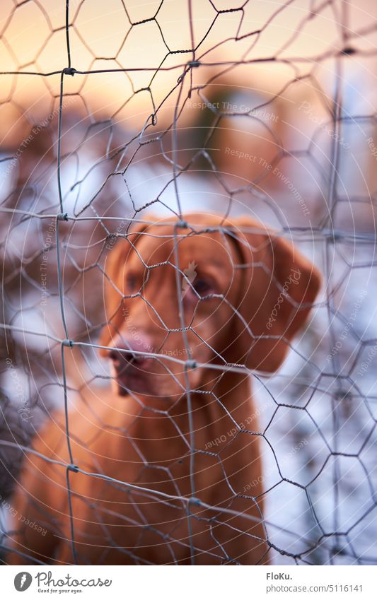 Hund hinter Drahtzaun Zaun eingezäunt eingesperrt Tier Haustier Blick Tierporträt gefangen Außenaufnahme Farbfoto beobachten Neugier niedlich