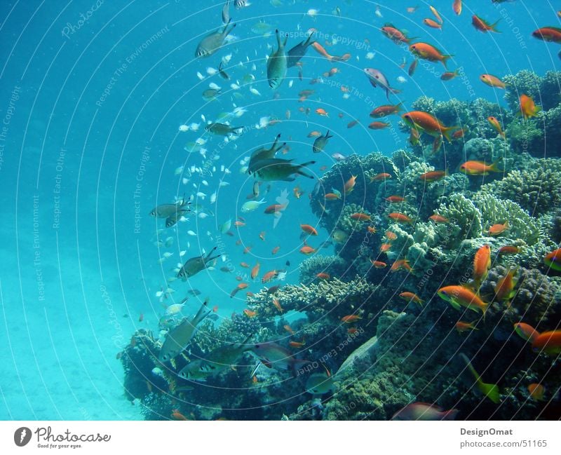Natur_Design Meer Korallen prächtig Tier Ferien & Urlaub & Reisen Wasser Fisch Rotes Meer Schwarm