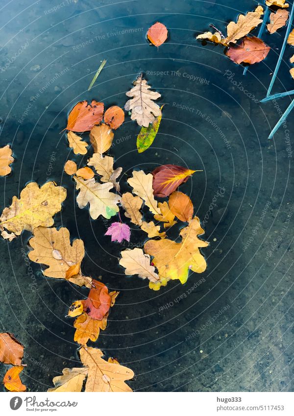Herbstlaub im See Blätter Wasser Farben Fall herbstlich jesien Herbstfärbung Herbststimmung Herbstfarben Außenaufnahme Laub Vergänglichkeit Laubwerk Natur klar