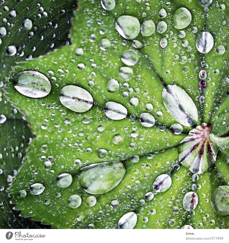 Pflanze | besoffen Wasser Wassertropfen Frühling schlechtes Wetter Regen Blatt Grünpflanze Park Flüssigkeit nass rund grün Leben Ordnungsliebe Design Identität