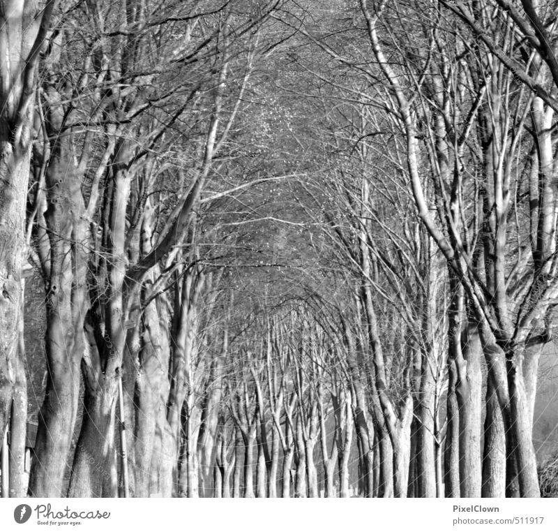 Schwarz(weiß)wald wandern Erneuerbare Energie Natur Landschaft Pflanze Baum Blatt Wildpflanze Park Wald Holz Wachstum bedrohlich schwarz Traurigkeit Ferne