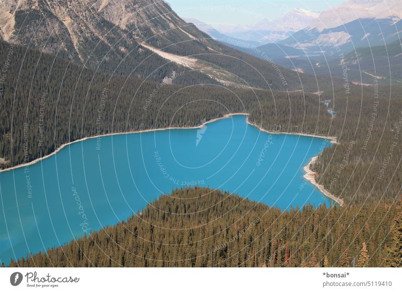 Peyto Lake See Bergsee Wasser blau türkis Berge u. Gebirge Gletscher Sonne Himmel Felsen Bäume Natur Landschaft Horizont Sommer Alberta Kanada