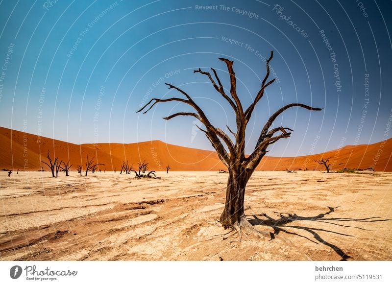 ein baum Schatten Umweltschutz Vergänglichkeit Akazie Klimawandel trocken Dürre Himmel tote bäume Bäume deadvlei magisch Düne Dünen sanddüne beeindruckend