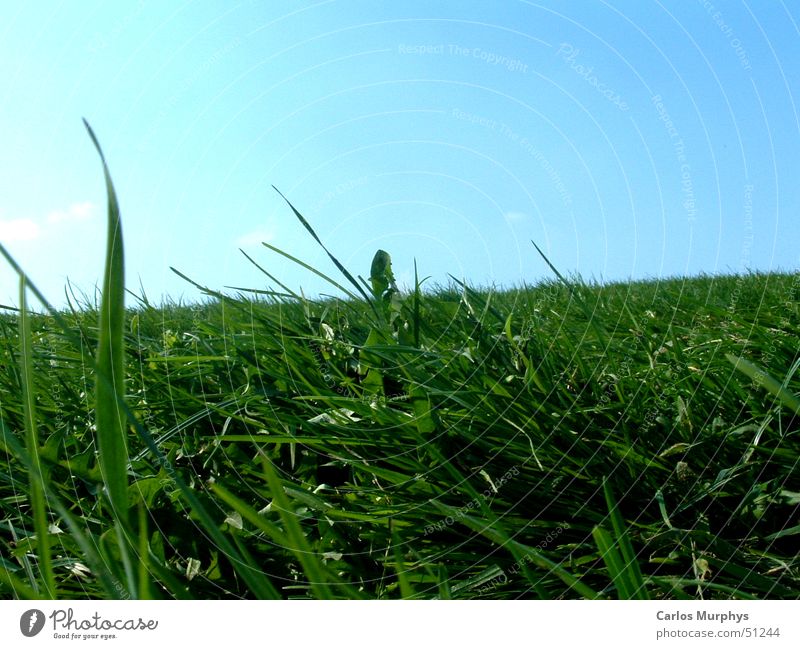 Remember: Summer Sommer Frühling Wiese grün hell-blau himmelblau Erholung Frühlingsgefühle springen Gras Himmel Rasen blue heaven Schönes Wetter Freude Sonne
