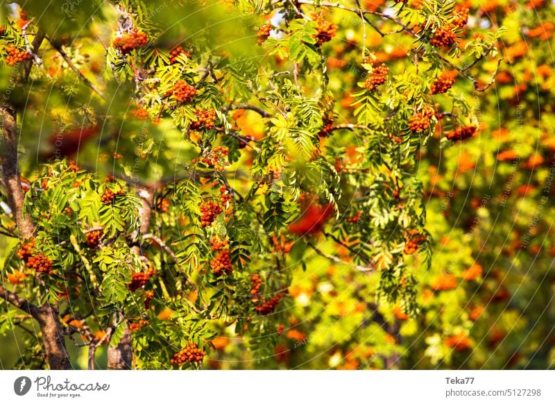 Vogelbeeren auf einem Baum im Herbst fallen Natur Herbst Natur Vogelbeeren im Herbst Unschärfe stechend saisonaler Charakter