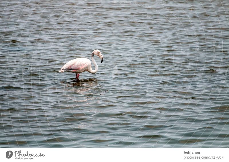 nasse füße sandwich harbour Swakopmund Walvisbay besonders Farbfoto Natur Ferien & Urlaub & Reisen Fernweh reisen Afrika Namibia Meer Wildtier Vögel Flamingo