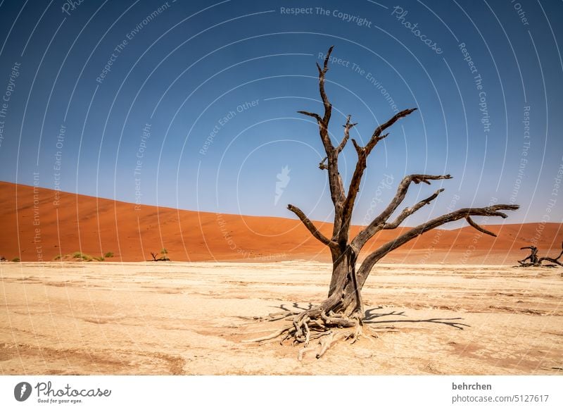 vergänglichkeit Umwelt Vergänglichkeit Klimawandel trocken Dürre Himmel Düne Dünen magisch deadvlei sanddüne Baum toter Baum beeindruckend besonders Wärme