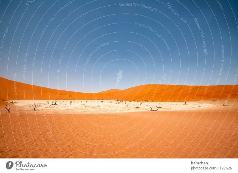 deadvlei Sossusvlei Sesriem Sand Wüste Afrika Namibia Ferne Fernweh reisen Farbfoto Einsamkeit Natur Ferien & Urlaub & Reisen Landschaft Abenteuer Wärme