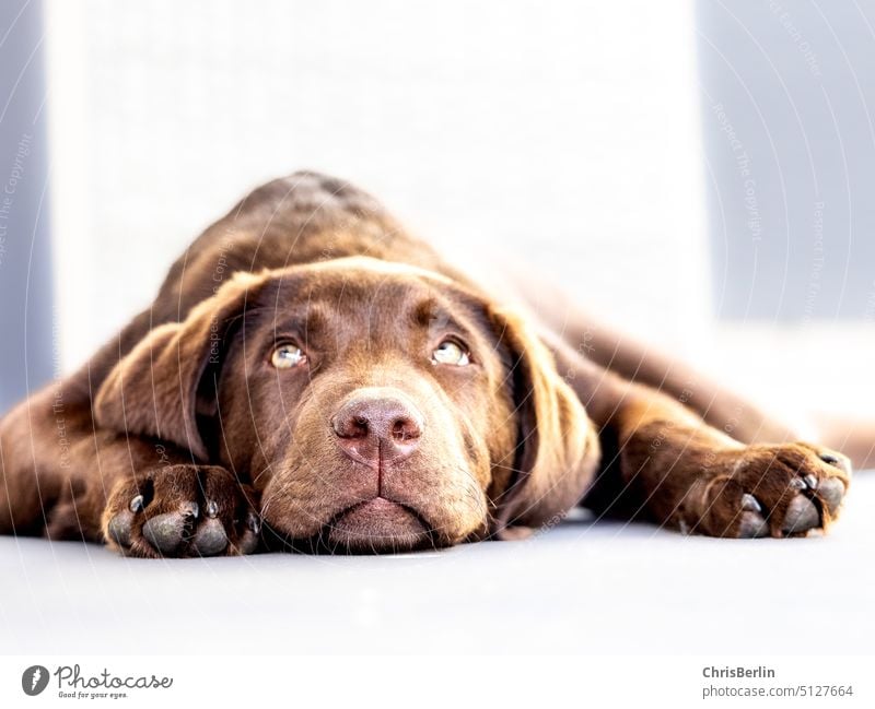 Liegender brauner Labradorwelpe Welpe Haustier Tier Hund Farbfoto Tierporträt Blick in die Kamera Tiergesicht Fell Tierliebe niedlich Schnauze kuschlig