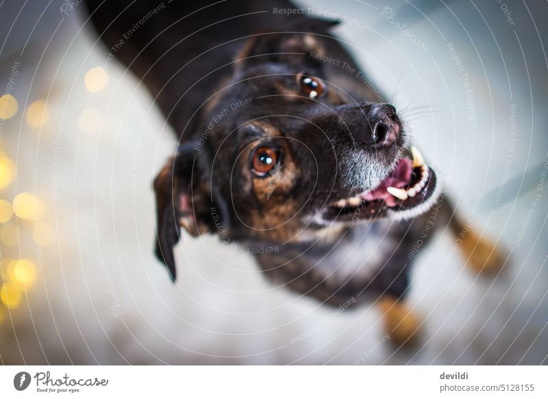 Lakritznase, Portrait eines Hundes mit Fokus auf seiner Nase Hundeblick Hundenase Tier Haustier Nahaufnahme Tierporträt Schnauze Tiergesicht niedlich Tierliebe