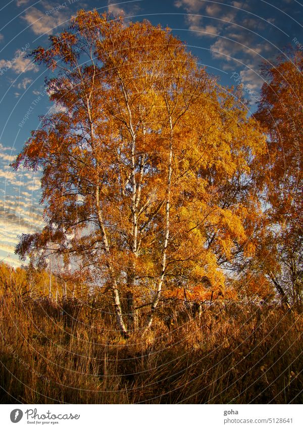 Goldener Herbst. Birke in Herbstfarben Herbstfärbung herbstlich Herbststimmung Herbstwetter Herbstlaub Herbstlandschaft Birken Birkenblätter goldener oktober