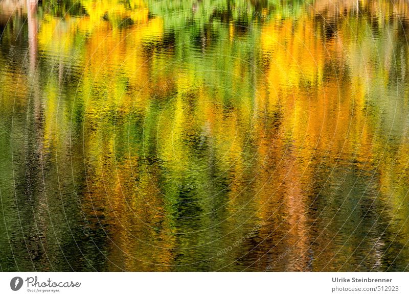 Bärensee 2013 | Herbstaquarell Umwelt Natur Landschaft Pflanze Wasser Schönes Wetter Baum Sträucher Park Wald Wellen Seeufer Bewegung glänzend leuchten