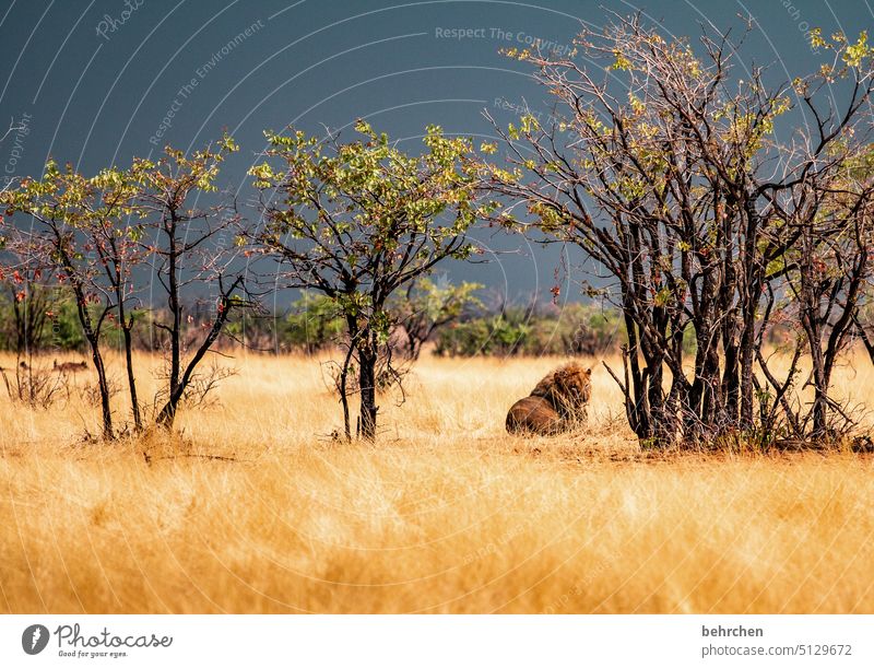 bitte nicht stören! Natur Wildnis wild etosha national park Namibia Afrika könig der tiere Tierliebe Etosha Fernweh beeindruckend Ferien & Urlaub & Reisen