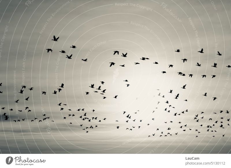 Die Reise der Wildgänse fliegen Gänse Vögel Vogelschwarm Vogelschwarm fliegt Freiheit Vogelflug Vogelzug Zugvögel Tiergruppe Himmel Sonne Sonnenlicht Bewegung