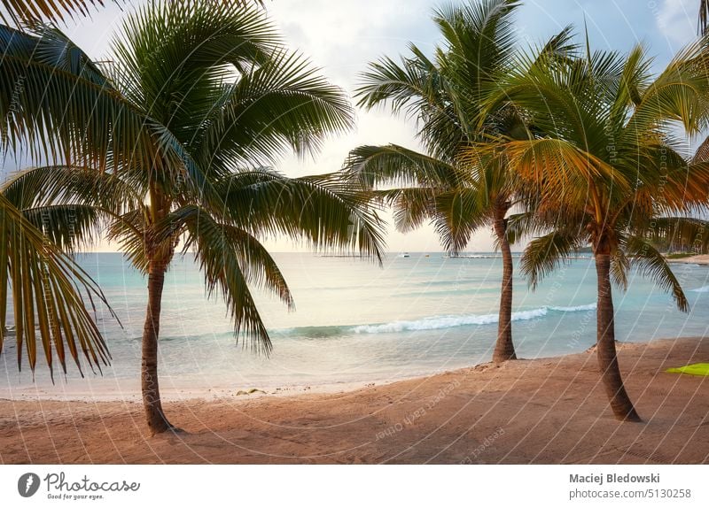 Mexiko Karibikküste tropischer Strand mit Kokosnusspalmen. Sand Yucatan Urlaub MEER Natur reisen Himmel Wasser Küste Baum Paradies türkis Sommer Handfläche Meer