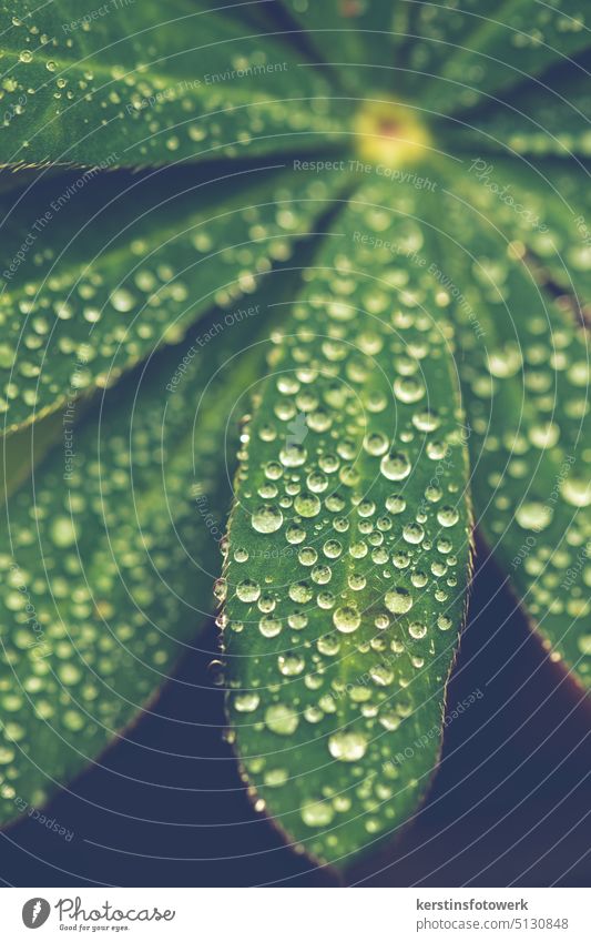 Regentropfen auf einen Blatt Tropfen Wasser Wassertropfen nass Nahaufnahme Makroaufnahme Pflanze Natur feucht grün Grünpflanze Strukturen & Formen Farbfoto