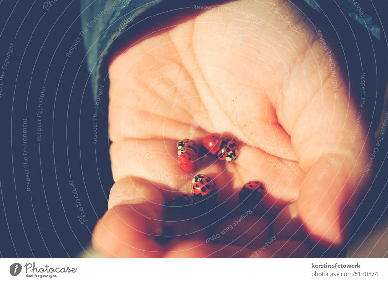 Marienkäfer in der Hand Käfer rot Tier Insekt Nahaufnahme krabbeln Natur Farbfoto Glücksbringer Schwache Tiefenschärfe Frühling in der hand halten viele mehrere