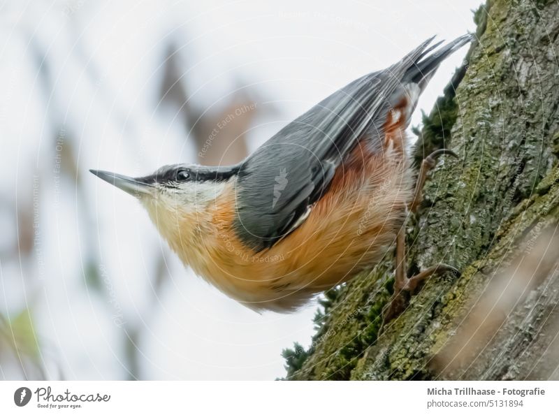 Kleiber hält Ausschau am Baumstamm Sitta europaea Vogel Tiergesicht Kopf Schnabel Auge Flügel Feder gefiedert Krallen hängen beobachten Blick Wildtier Natur