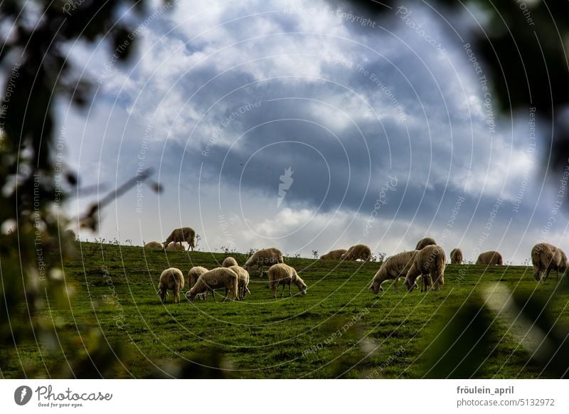 Final|ly aus Gras wird Pecorino | Schafe auf einer grünen Wiese in der Toskana Schafherde Nutztier Tiergruppe Herde Landschaft Natur Landwirtschaft