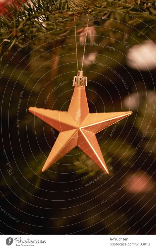 Weihnachtsstern auf dem Weihnachtsbaum Weihnachten & Advent Weihnachtsdekoration Dekoration & Verzierung Stern (Symbol) Feste & Feiern Stimmung festlich