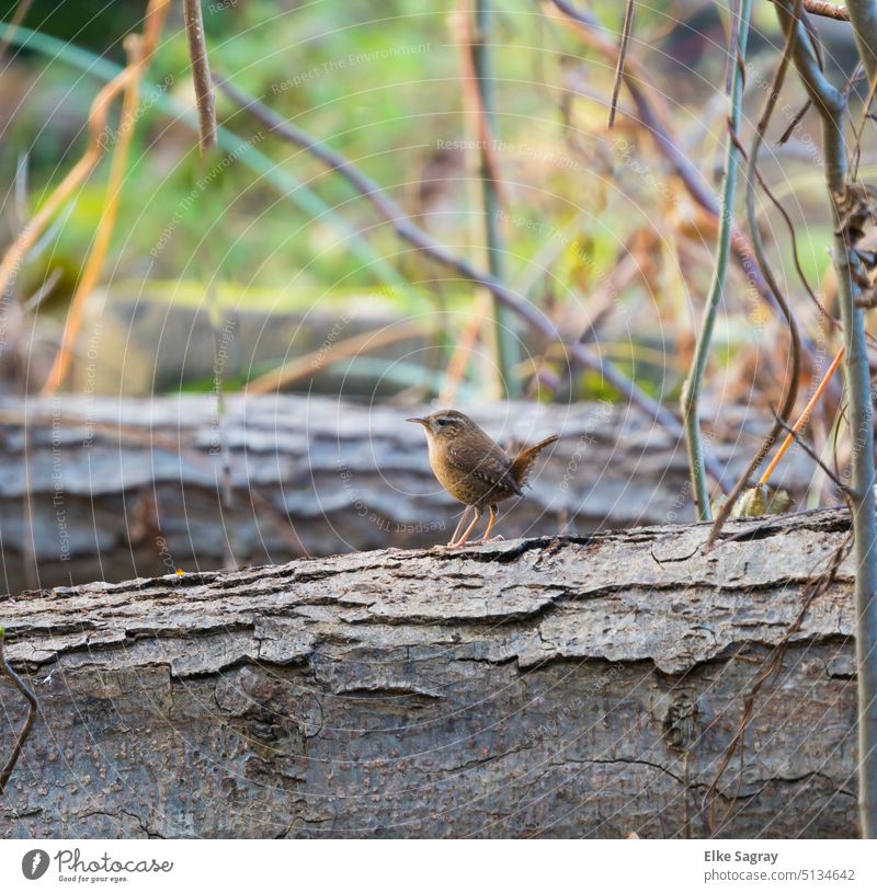 Zaunkönig -klein aber durchaus selbstbewust steht er da ... Farbfoto Vogel Außenaufnahme Tier Wildtier Natur Nahaufnahme Feder gefiedert Menschenleer