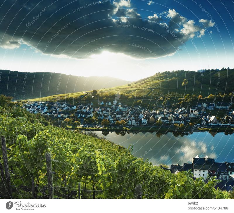 In den Weinbergen Überblick Weitblick Weite Weinstock Sehnsuchtsort Flussufer Zell Vorort Kleinstadt Sonnenlicht Himmel Wolken geheimnisvoll Gegenlicht