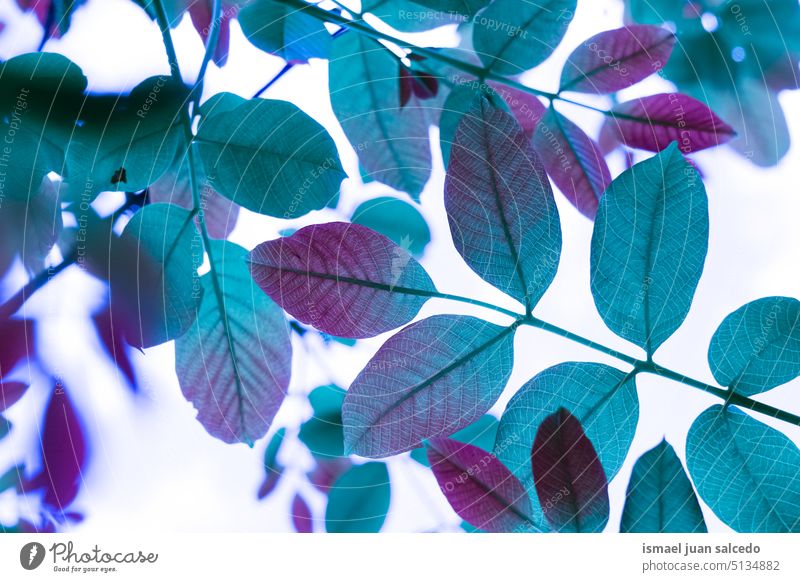 blaue Baumblätter in der Natur in der Wintersaison Niederlassungen Blätter blaue Blätter blaue Farbe Blauer Hintergrund Blatt natürlich Laubwerk Saison