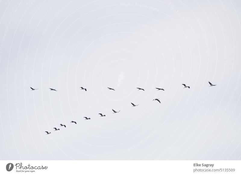 Kraniche in der V- Flugformation - Richtung Süden.... Vogelflug fliegen Vogelschwarm frei Außenaufnahme Zugvogel Vogelzug Freiheit Tiergruppe Bewegung