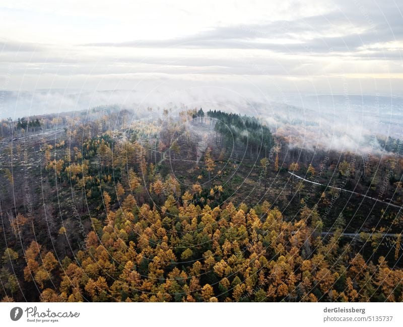Wald im Nebel mit Umweltschäden im Herbst Baum Luftaufnahme Drohnenansicht Wolken Schäden Natur Bäume Morgen Morgennebel bunt